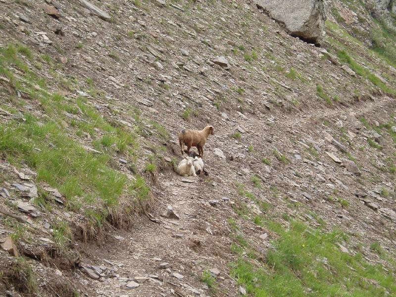 Youri - Ecrins 2005 302 